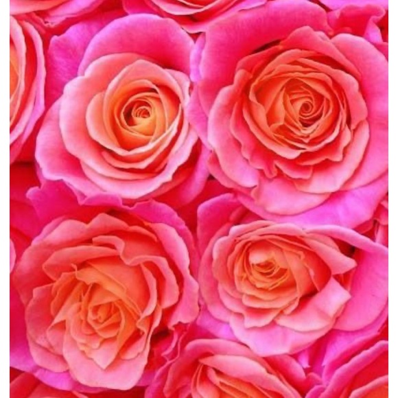 Meet your Posher, Kelly - Picture 1 of 2